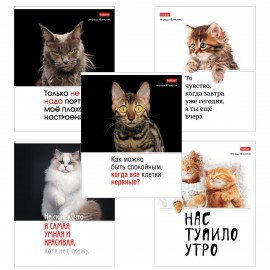 Тетрадь А5 48л. HATBER скоба, клетка, обложка картон, Котоюмор (микс в спайке), 079790, 48Т5В1