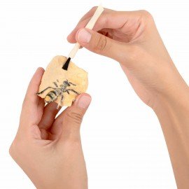 Набор для раскопок "Насекомые", 12 видов, карточки, инструменты, BRAUBERG KIDS, 665127